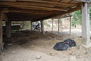 Cần xây dựng chuồng trại ra khỏi gầm nhà để đảm bảo vệ sinh và phù hợp với điều kiện sinh hoạt vùng nông thôn Yên Bái.

